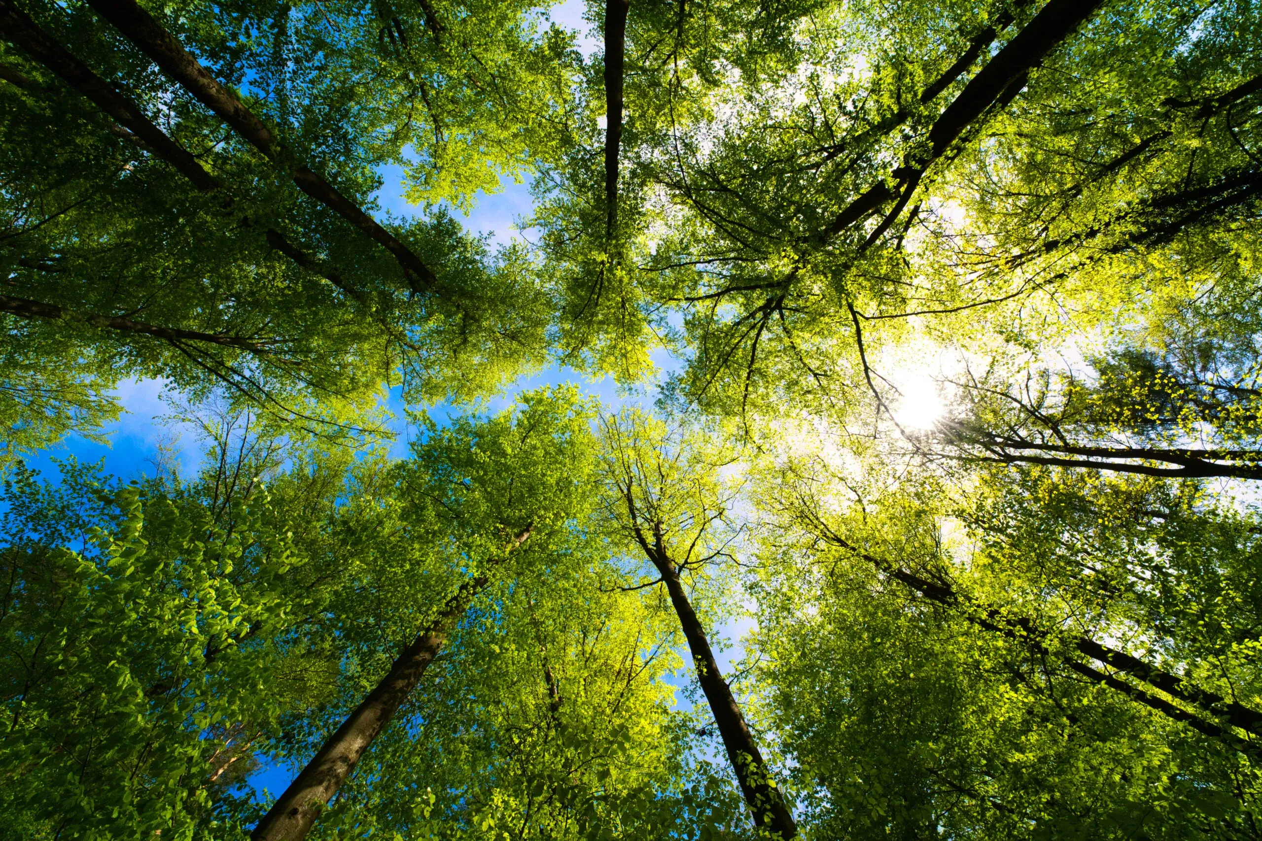 Looking Up At Trees